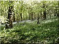 Beckney Wood - Bluebells