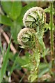 Fern Unfurling