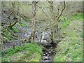 Trees and stream