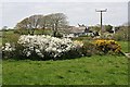 Lidgey and a hedge in flower