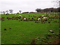 Moorland above Cyffylliog