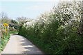 Country Lane in the Spring