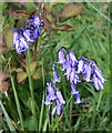 Bluebell - Hyacinthoides non-scriptus