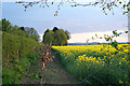 Rape field near Whatton, Nottinghamshire