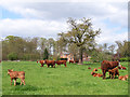 Cattle and Burtley Wood