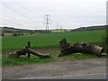 Tree Trunk and Pylons