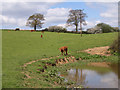 Pastures near Hedgerley