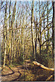 Footpath in Kiln Copse