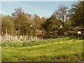 Nature Reserve, Onslow Green, Essex