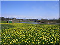 Daffodils by the River Dee, Aberdeen