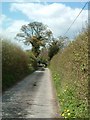 Lane to Wellwick