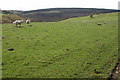 Sheep above Lower Rhos, near Kerry