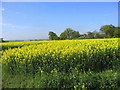 A field of oil seed rape