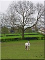 Fields at Stubwood