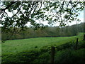 Temple Wood near Selborne