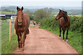 Fitzhead: near Brewers Farm