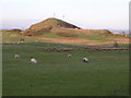 NS7782 : Field of Sheep with Myot Hill behind by Chris Upson