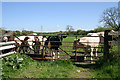 Cows in Ratby Meadow