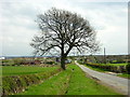 Tree Beside Broomfield Road