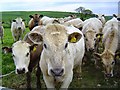 Curious cattle in South Devon