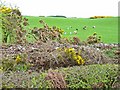 Field with sheep and the all-too-common invasion by gorse