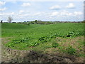 Farmland near Corsley