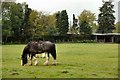 Shire Horses in Windlesham