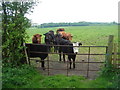 SD4624 : Bullocks in a field near Odd House by Margaret Clough