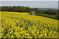 Oil Seed Rape Field