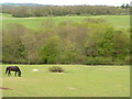 Horse in a field with woodland