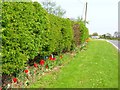 Hedge and floral verge, Oxhill Farm, Whinney Hill