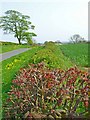 Hedgerow near West House Farm, Foxton