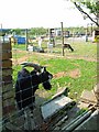 Goat farm near Sedgefield