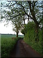 Trees on Ashotts Lane