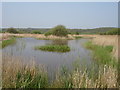 Nature Reserve Nr Bulverhythe East Sussex