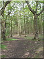 Horsell Common woodland