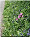 Roadside Verge