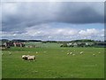 Sheep grazing near Newbigging