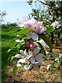TQ9659 : Apple blossom, Stuppington by Penny Mayes