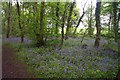 Bluebell Wood