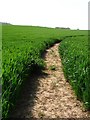 Wheat field near Provender