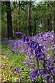 Whitepost Wood Bluebells