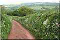 Wiveliscombe: bridleway near Billy Farm