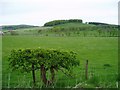 Farmland near Skirling