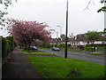 Tree in blossom on Manchester Road (A57)