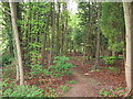 Footpath into the woods, Halton