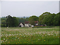 Buttnidge Cottage and dandelions