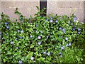 Periwinkles at Homestall Farm