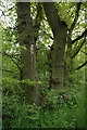 Red Campion under trees in Marylane Plantation