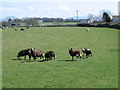 Pasture at Bodrwyn